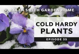 How to Plant and Care for Pansies and Violas