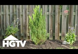 How to Transplant a Tree or Shrub