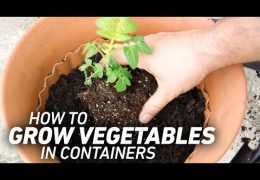 Quick Tips for Growing Vegetables in Containers