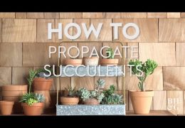 Three Ways to Propagate Succulents