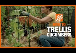 How to Trellis Cucumbers