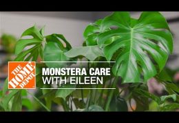 How to Grow and Care for Monstera