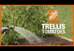 How to Trellis Tomatoes