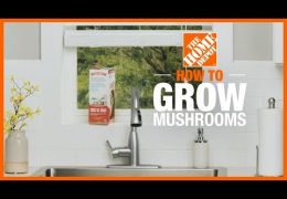 How to Grow Mushrooms