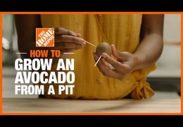 How to Grow Avocados Indoors