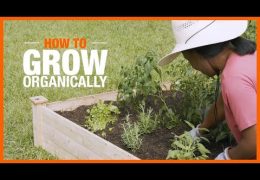 How to Grow Organically