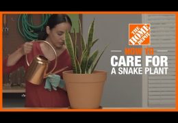 How to Care for a Snake Plant