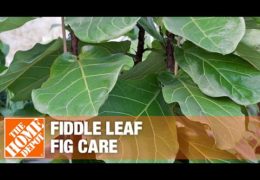 How to Care for a Fiddle Leaf Fig