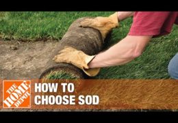 How to Select Sod for Your Yard