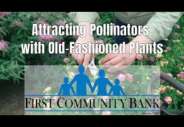 Old-Fashioned Plants That Attract Pollinators