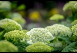 How to Prune and Grow Late-Flowering Hydrangeas