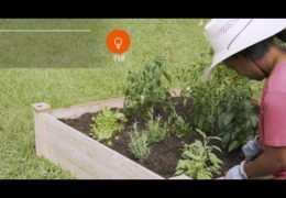 How to Start an Organic Garden