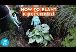 How to Plant a Perennial