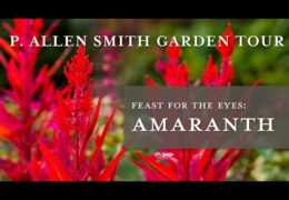 How to Extend the Garden Season with Amaranth