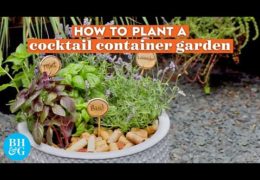 How to Create a Cocktail Container Garden