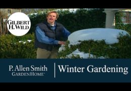 Tips for Improving Your Winter Garden