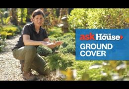 Types of Ground Cover Plants