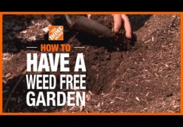 Four Important Steps to Having a Weedless Garden