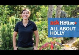 How to Identify and Care for Holly Bushes