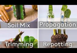 Six Essential Skills for Houseplant Care