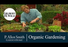 How to Grow Healthy, Organic and Abundant Gardens