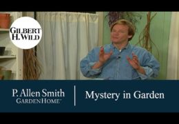 Tips and Ideas for Creating Mystery in the Garden