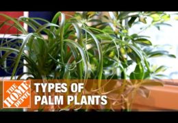 Types of Palm Plants