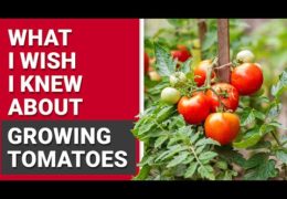 Four Tips for Growing and Harvesting Tomatoes