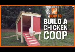 How to Build a Chicken Coop