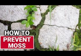 How to Prevent Moss in Your Lawn