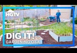 Gardening Q&A on Vegetables