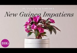 How to Grow and Care for New Guinea Impatiens