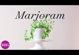 How to Grow and Care for Marjoram