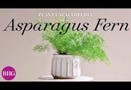 How to Grow and Care for Asparagus Ferns