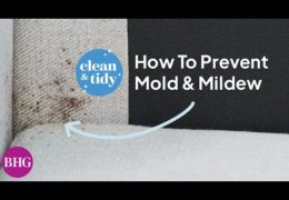 How to Remove Mold and Mildew