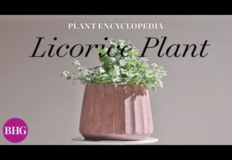 How to Grow and Care for Licorice Plants