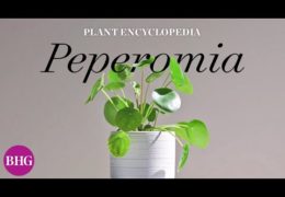 How to Grow and Care for Peperomias