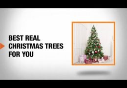 How to Choose and Care for a Real Christmas Tree