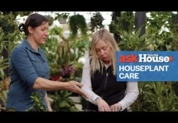 Tips for Selecting and Caring for Houseplants