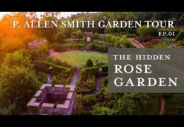 Hidden Rose Garden