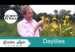 How to Plant and Care for Daylilies