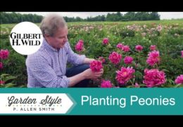 How to Plant and Care for Peonies