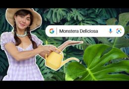 History of the Monstera Deliciosa