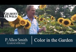 How to Add Color to Home and Garden