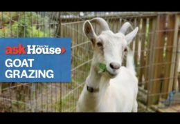 Fire Prevention Through Goat Grazing