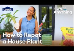 How to Repot and Care for Houseplants