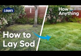 How to Lay Sod